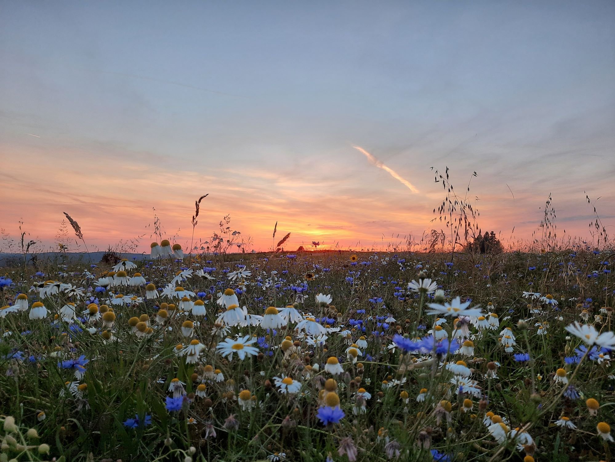 Blumenwiese bei Sonnenuntergang